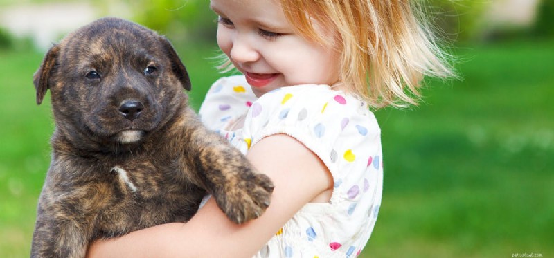 Do Dogs Enjoy Crunchy Treats? Understanding Their Taste Preferences