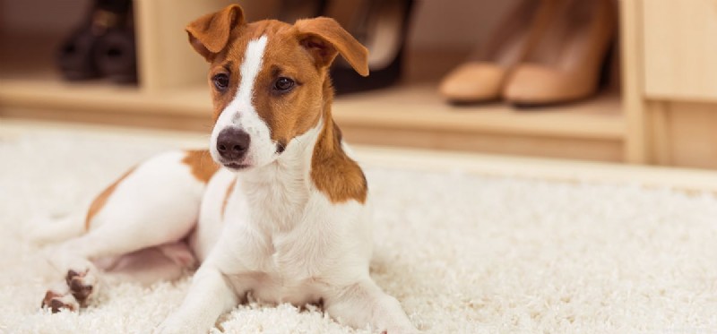 Do Dogs Enjoy Crunchy Treats? Understanding Their Taste Preferences