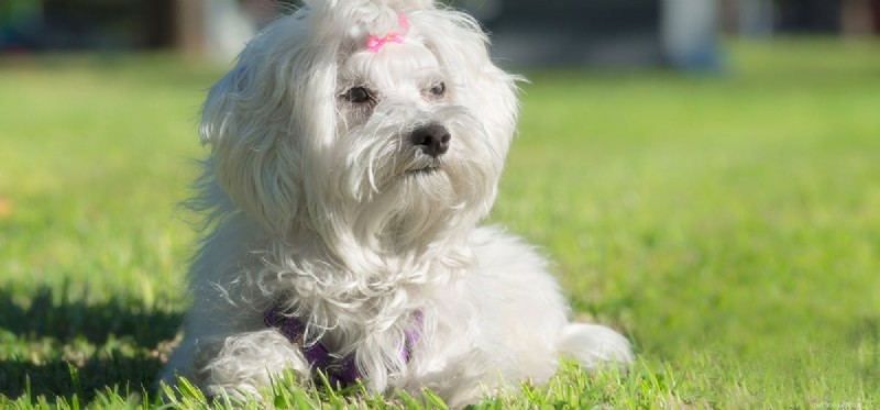 Do Dogs Enjoy Crunchy Treats? Understanding Their Taste Preferences