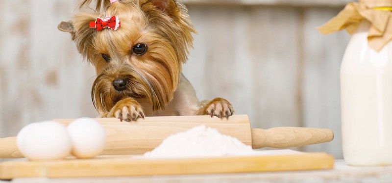 Do Dogs Taste Eggs? Understanding Their Health Impact