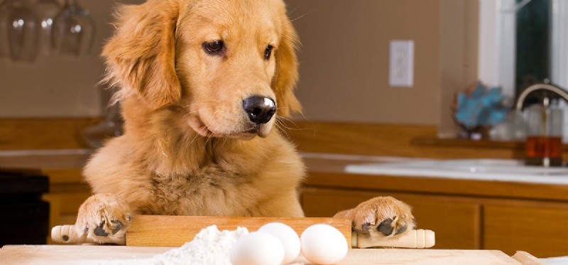 Do Dogs Taste Eggs? Understanding Their Health Impact