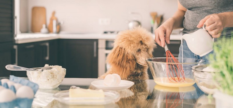 Do Dogs Taste Eggs? Understanding Their Health Impact