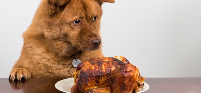 Do Dogs Detect Fat in Food? Exploring Their Taste for Fats