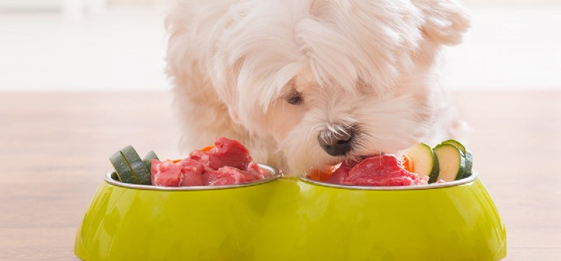 Do Dogs Detect Fat in Food? Exploring Their Taste for Fats