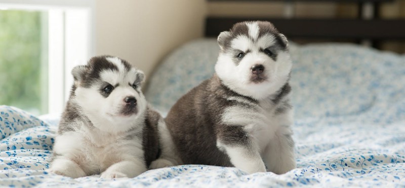 Do Dogs Enjoy Fermented Foods? Expert Insights on Flavor and Health