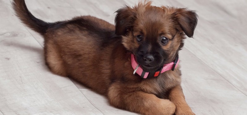 Do Dogs Enjoy Fermented Foods? Expert Insights on Flavor and Health