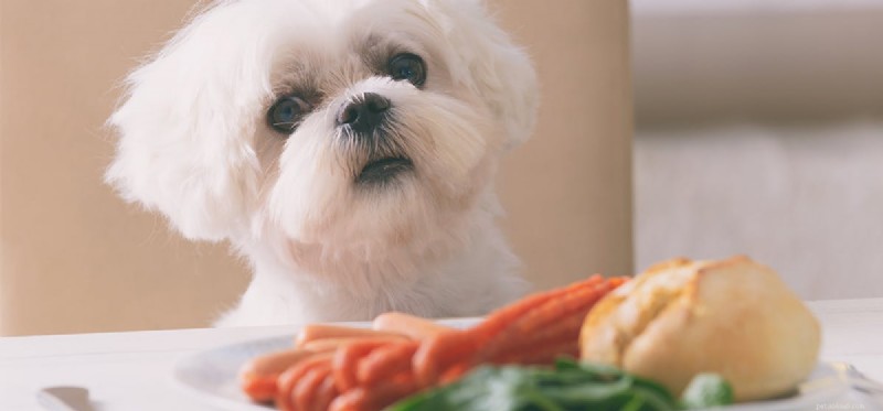 Can Dogs Safely Taste and Tolerate Spicy Food?