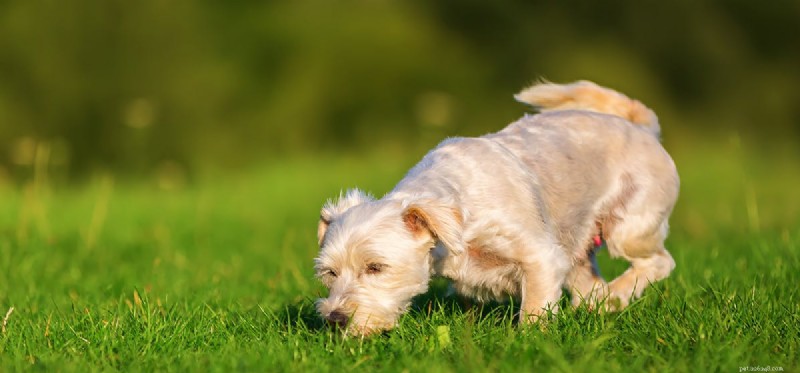 Do Dogs Taste Fish? Safe Ways to Share Seafood with Your Pet