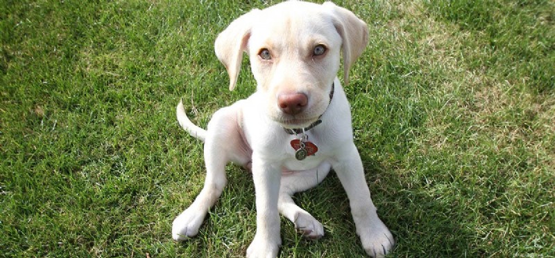 Do Dogs Taste Honey? Understanding Their Sweet Sensitivity