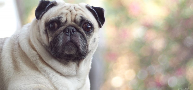 Do Dogs Taste Honey? Understanding Their Sweet Sensitivity