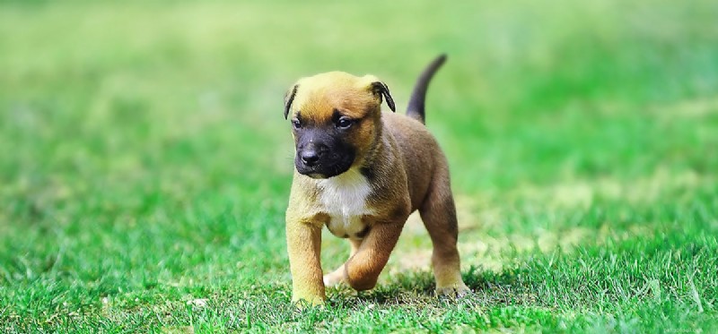 Do Dogs Taste Honey? Understanding Their Sweet Sensitivity