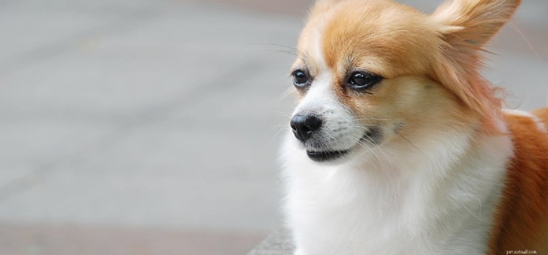 Do Dogs Taste Honey? Understanding Their Sweet Sensitivity