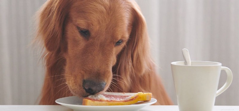 Can Dogs Detect Spicy Heat? Exploring How Dogs Taste Hot Foods
