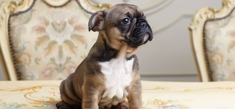 Can Dogs Detect Spicy Heat? Exploring How Dogs Taste Hot Foods