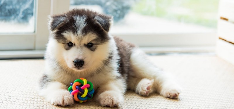 Can Dogs Detect Spicy Heat? Exploring How Dogs Taste Hot Foods