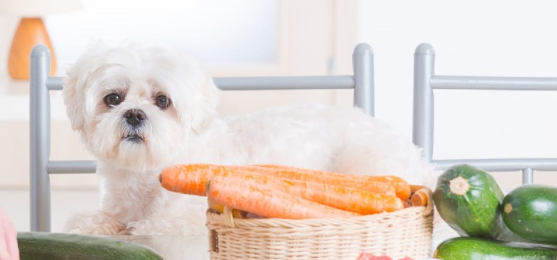 Do Dogs Taste Human Food? What You Need to Know About Their Palates and Health