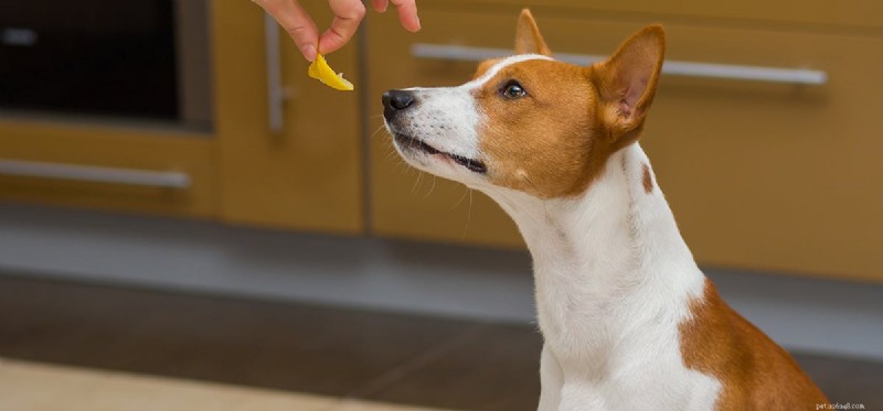 Do Dogs Taste Lemon? Understanding Their Reaction to Citrus