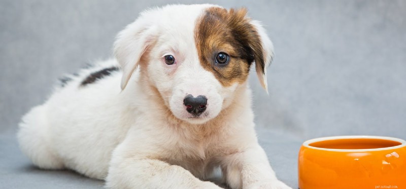 Can Dogs Taste Mashed Food? Exploring Their Taste Perception