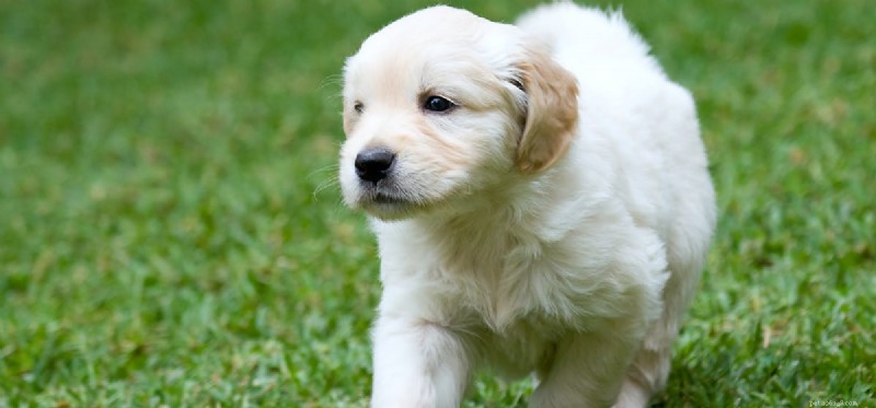 Can Dogs Taste Mashed Food? Exploring Their Taste Perception