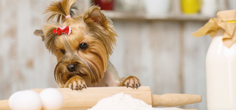 Can Dogs Safely Drink Milk? Taste, Digestion, and Health Insights
