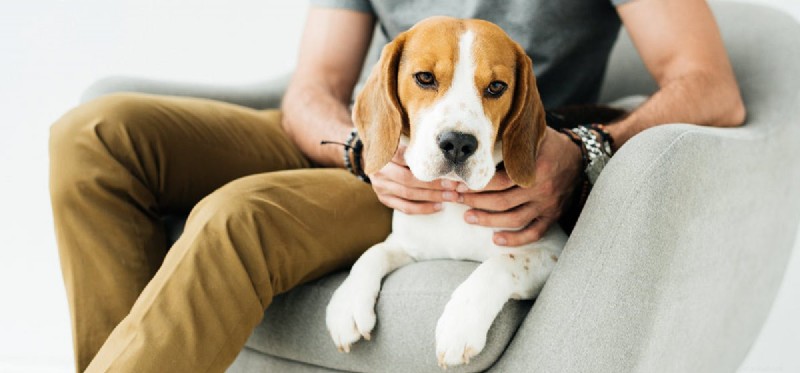 Can Dogs Safely Drink Milk? Taste, Digestion, and Health Insights