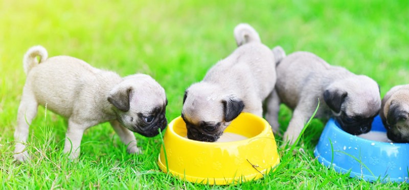 Can Dogs Safely Drink Milk? Taste, Digestion, and Health Insights