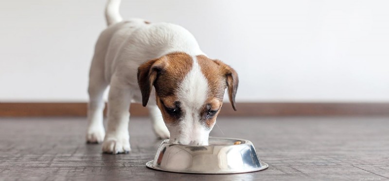 Do Dogs Enjoy Wet Food? Understanding Their Taste Preferences