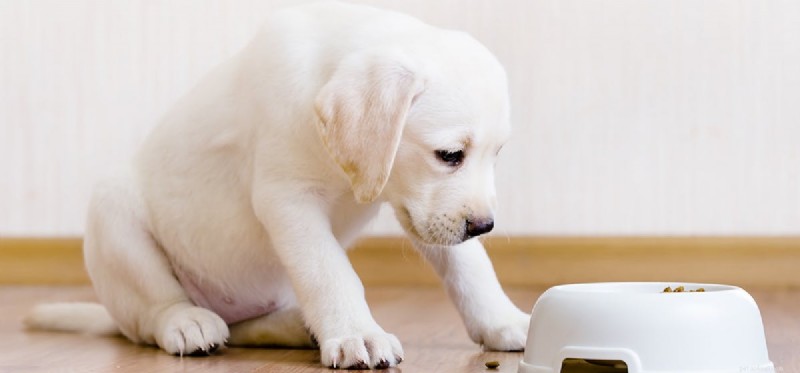 Do Dogs Enjoy Wet Food? Understanding Their Taste Preferences