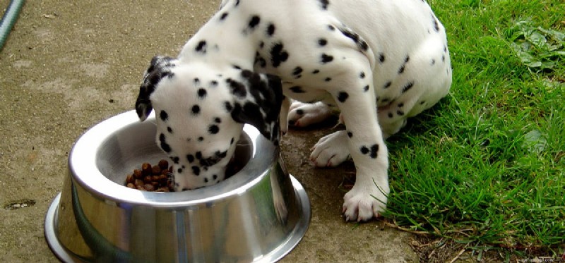 Do Dogs Enjoy Wet Food? Understanding Their Taste Preferences