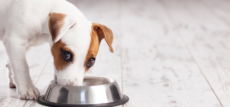 Do Dogs Enjoy Wet Food? Understanding Their Taste Preferences