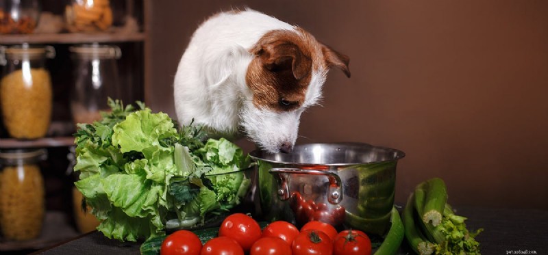 Do Dogs Detect Spice Flavors? A Guide to Safe Seasoning for Pets