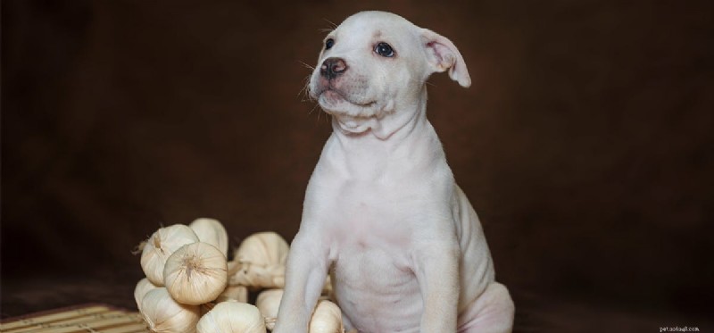 Do Dogs Detect Spice Flavors? A Guide to Safe Seasoning for Pets