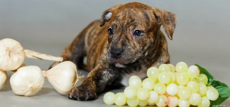 Do Dogs Detect Spice Flavors? A Guide to Safe Seasoning for Pets