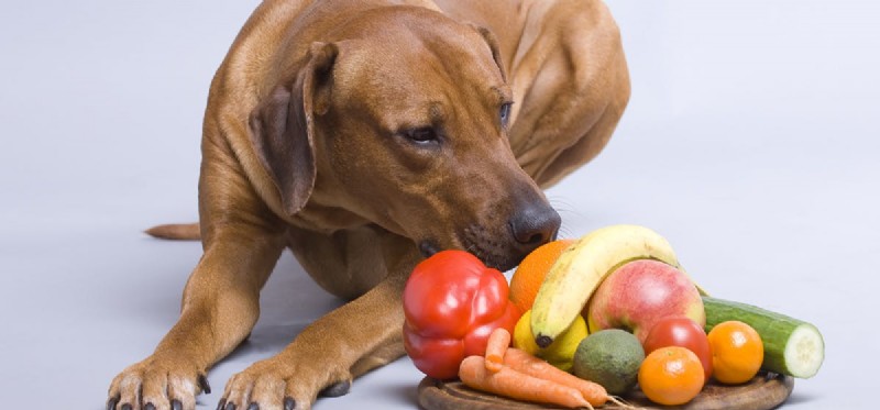 Can Dogs Safely Eat Stringy Foods? A Guide to Healthy Treats