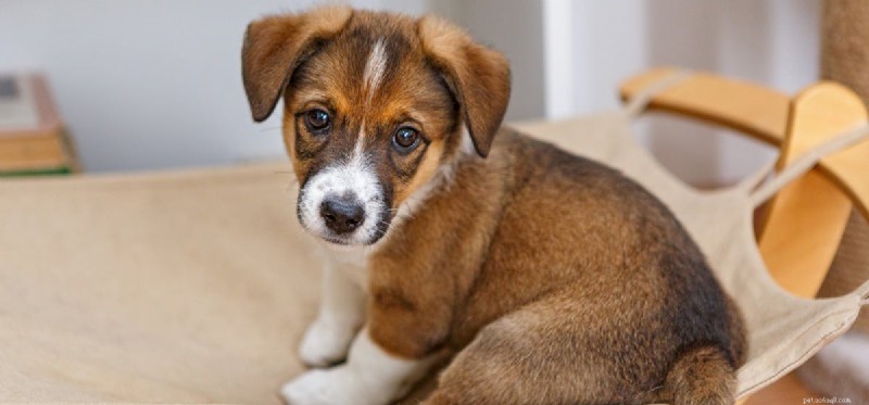 Can Dogs Safely Eat Stringy Foods? A Guide to Healthy Treats