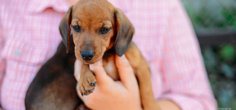 Can Dogs Discern a Person s Character?