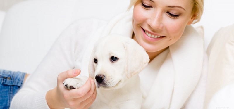 Can Dogs Discern a Person s Character?