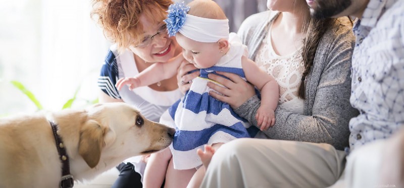 Do Dogs Recognize Babies as Babies? Exploring Canine Intuition and Protective Behavior