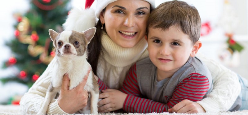 Can Dogs Discern a Person s Character?