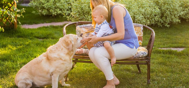 Do Dogs Recognize Babies as Babies? Exploring Canine Intuition and Protective Behavior