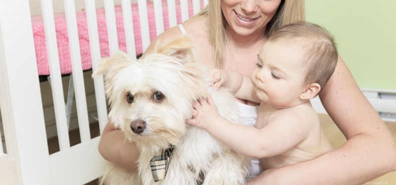 Do Dogs Recognize Babies as Babies? Exploring Canine Intuition and Protective Behavior