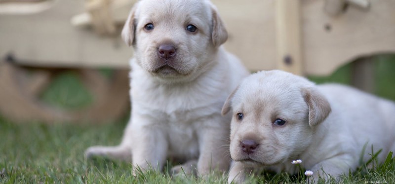 Do Dogs Recognize and Communicate Human Emotions?