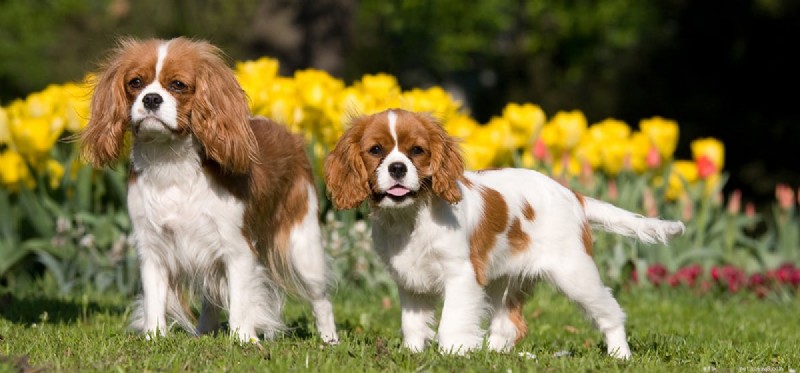 Do Dogs Recognize and Communicate Human Emotions?