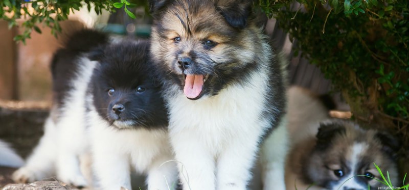 Do Dogs Recognize and Communicate Human Emotions?
