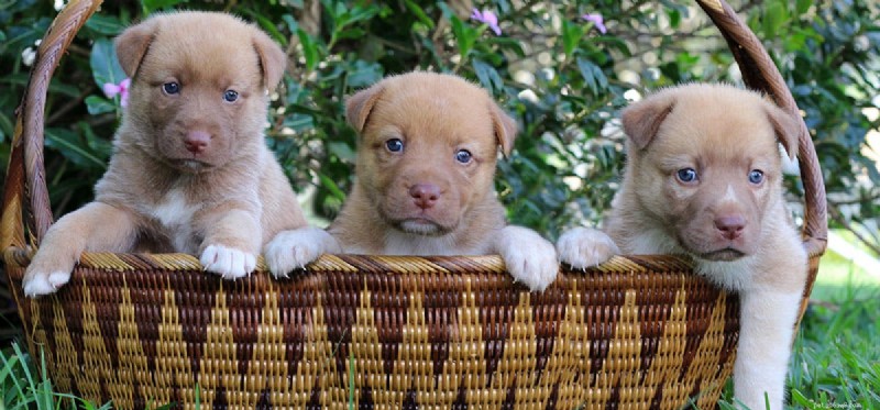 Do Dogs Recognize and Communicate Human Emotions?