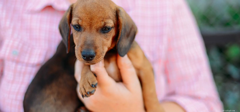 Can Dogs Detect Human Emotions? Uncovering Canine Empathy
