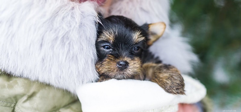 Can Dogs Detect Human Emotions? Uncovering Canine Empathy