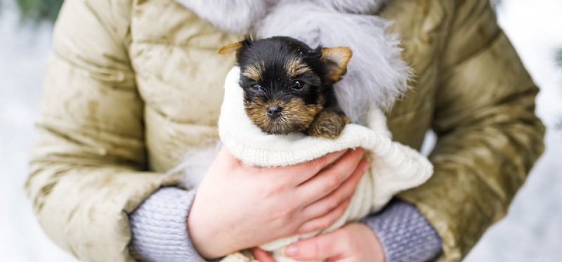 Can Dogs Detect Human Emotions? Uncovering Canine Empathy