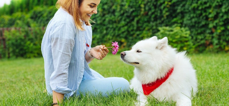 Can Dogs Detect Human Emotions? Uncovering Canine Empathy
