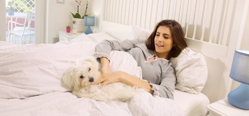 Can Dogs Detect When You’re Ill? Exploring Their Sensory Awareness